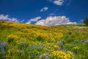 Dunraven Pass-7532.jpg Dunraven Pass-7532.jpg